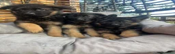 German Shepherd dogs for sale: Outstanding KC long haired german shepherd pups - Advert 5