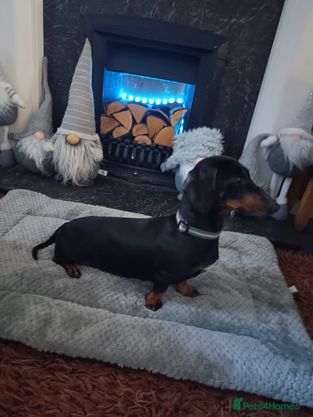 Dachshund dogs for sale: Female miniature dachshund,loving, kc registered.  - Advert 2