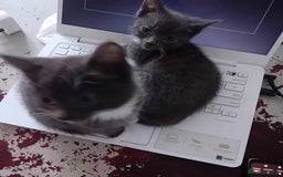 British Shorthair cats for sale: 3 beautiful kittens looking for a forever home  - Image 1