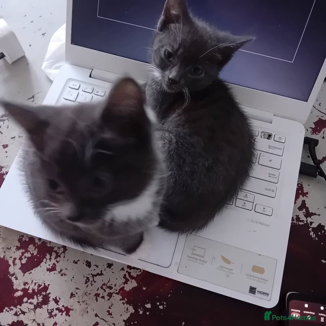 British Shorthair cats for sale: 3 beautiful kittens looking for a forever home  - Image 1