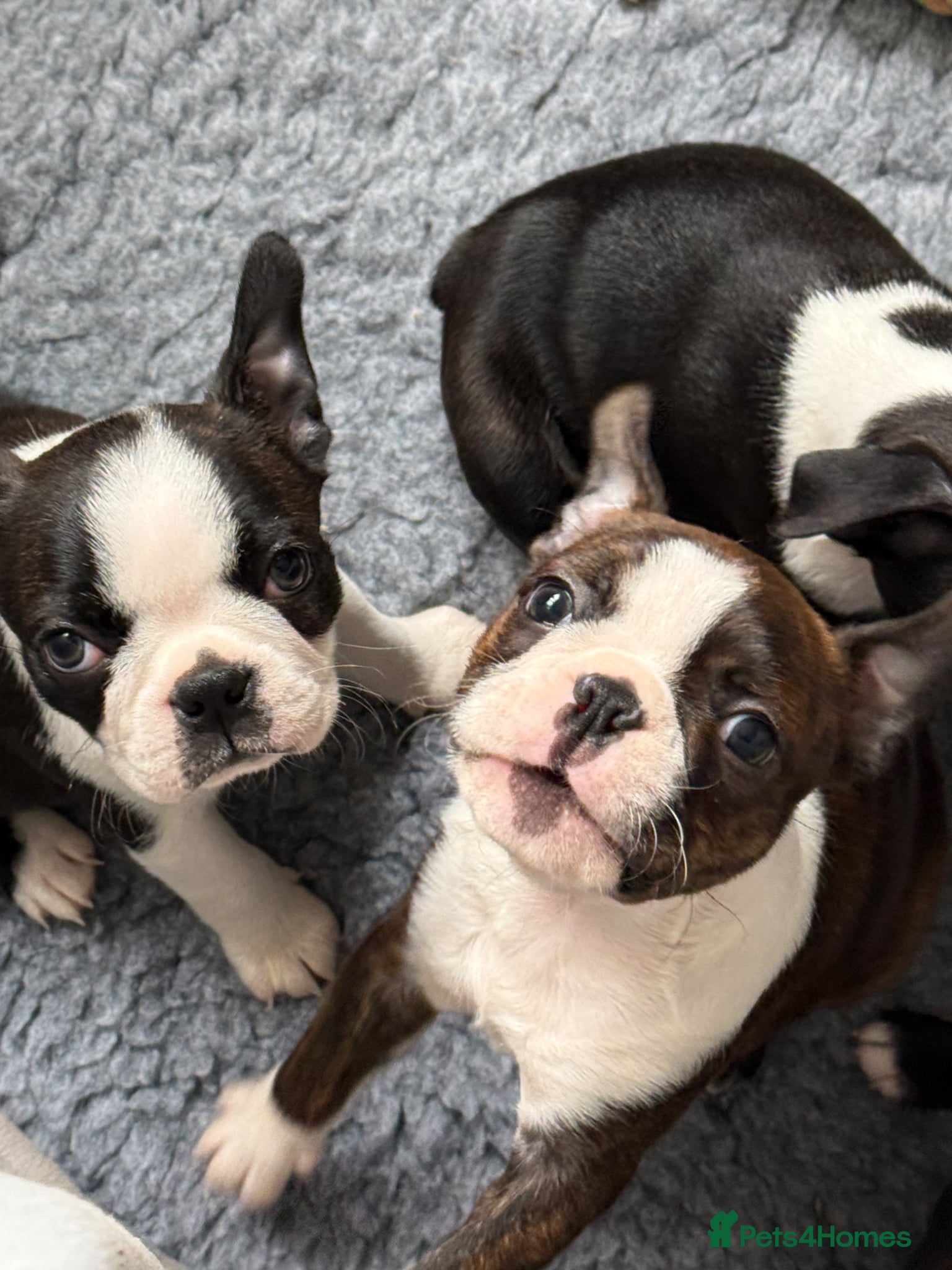 Boston Terrier dogs Kc Boston Terrier Puppies READY NOW !!  - Advert 8