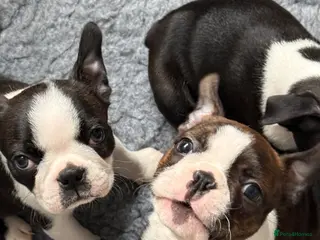 Boston Terrier dogs Kc Boston Terrier Puppies READY NOW !! - Advert 8