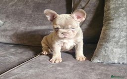 French Bulldog dogs for sale: Last 2 females dwkc frenchies - Image 17