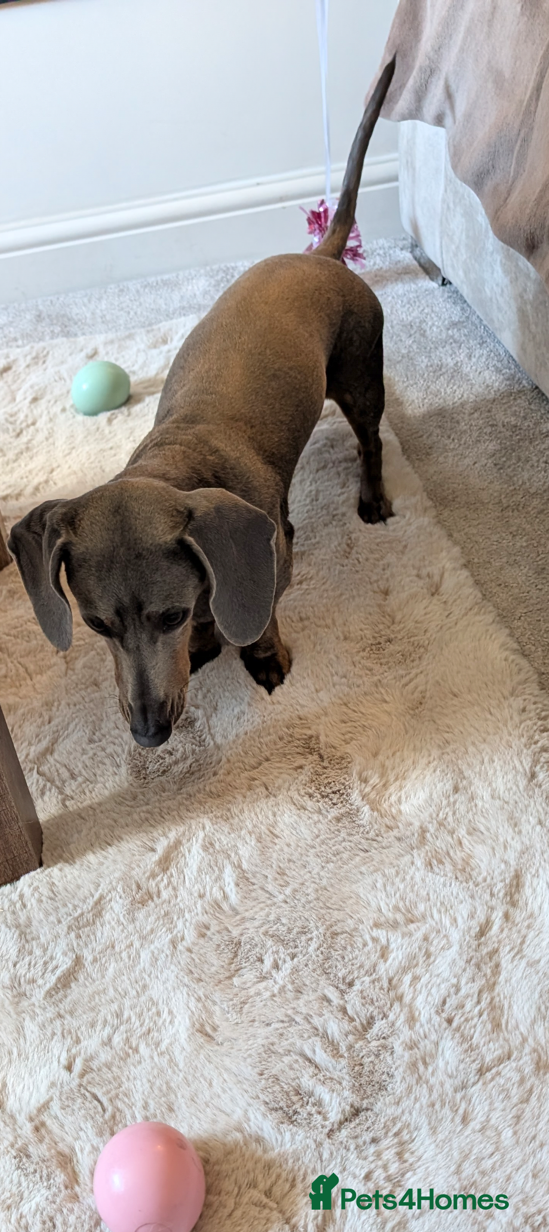 Miniature Dachshund dogs for sale: Beautiful mini dachshunds  - Advert 4