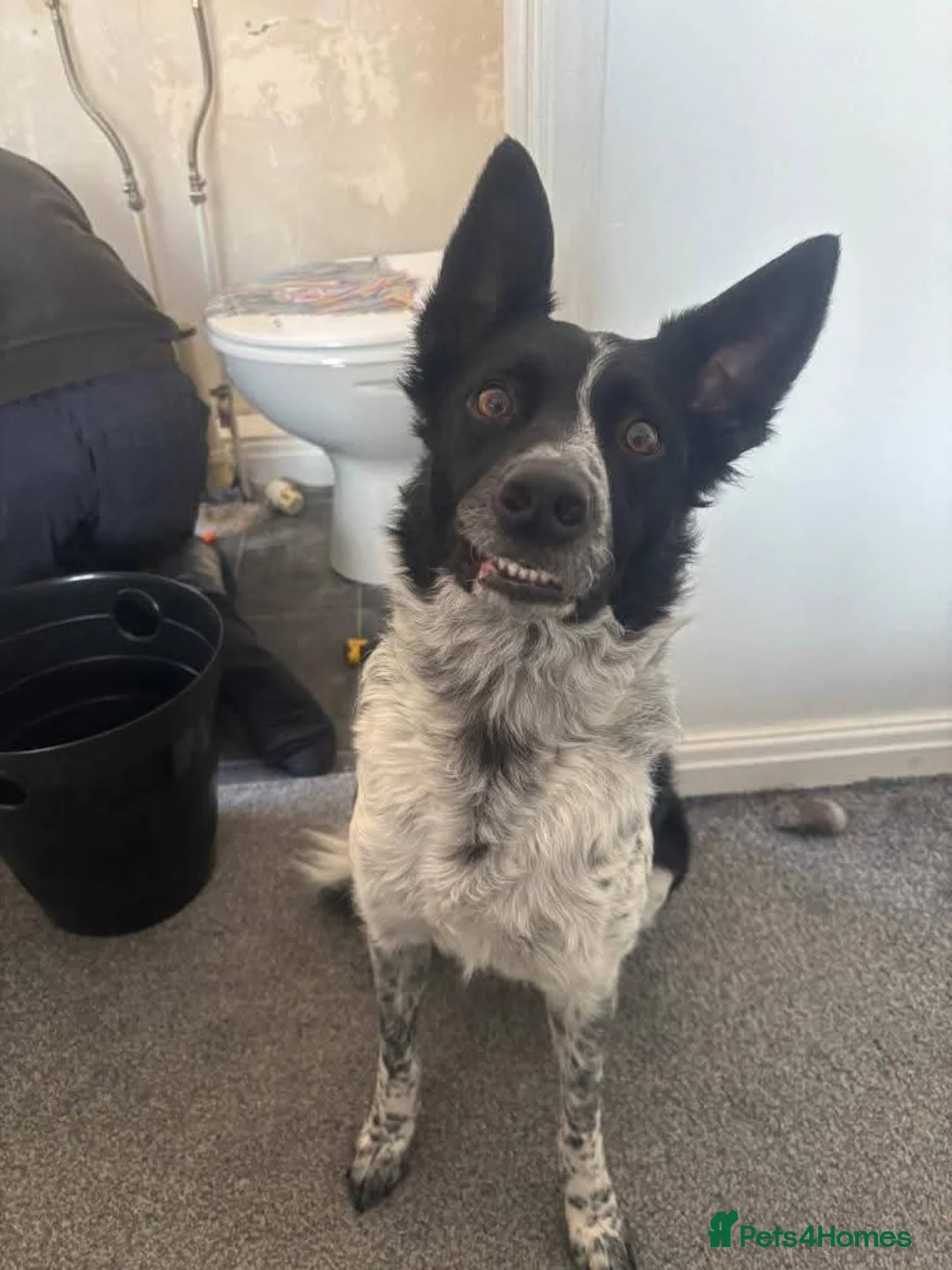 Mixed Breed dogs for adoption: Meet Zeke, currently residing in Cheshire  - Advert 2