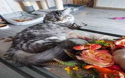 Maine Coon cats for sale: XXL Maine-coon beautiful silver boy. - Image 3