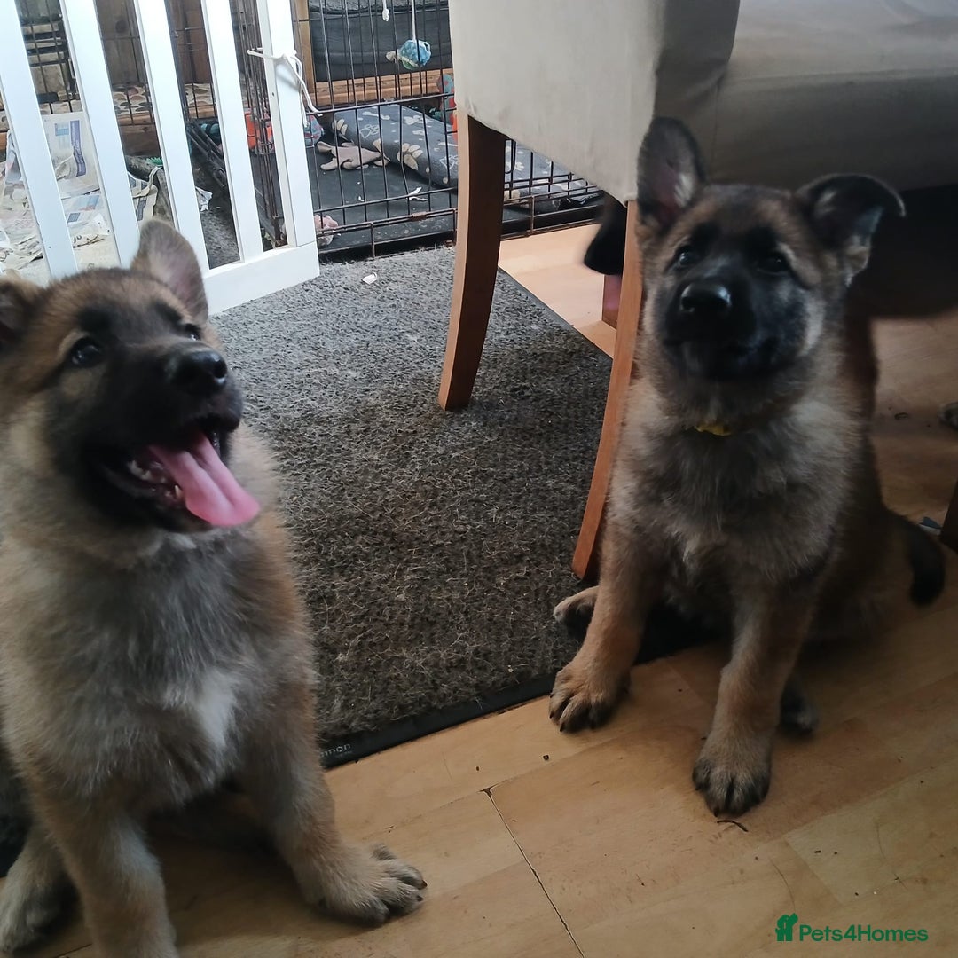 German Shepherd dogs for sale: Beautiful German Shepherd Puppies - Image 14