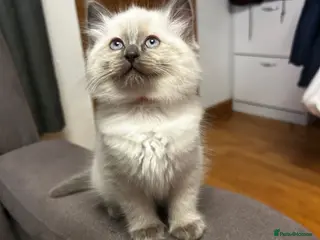 Ragdoll cats Kittens - Advert 14