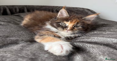 Maine Coon cats - Advert 12