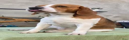 Beagle dogs for sale: 🐾Beautiful Beagle Puppies For Sale!🐶💕 - Advert 18