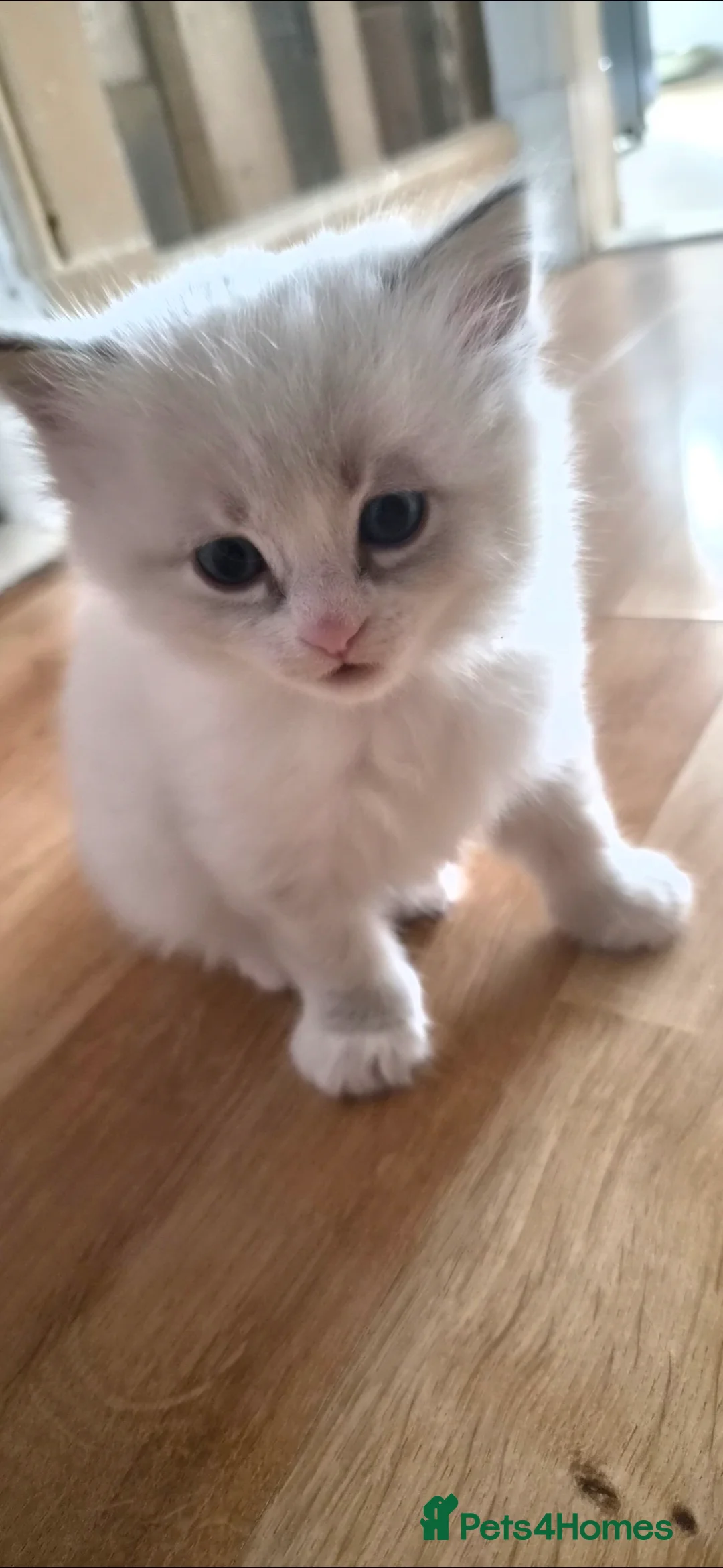 Ragdoll cats for sale: Ragdoll kittens - Advert 2