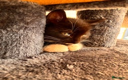 Mixed Breed cats for sale: Beautiful and super playful kittens  - Image 7