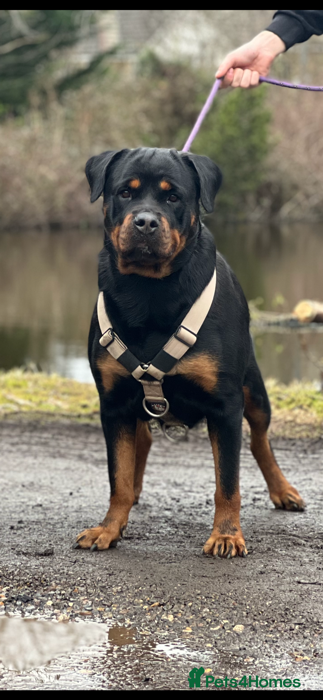 Rottweiler dogs for sale: Rotti for loving new home  - Image 2