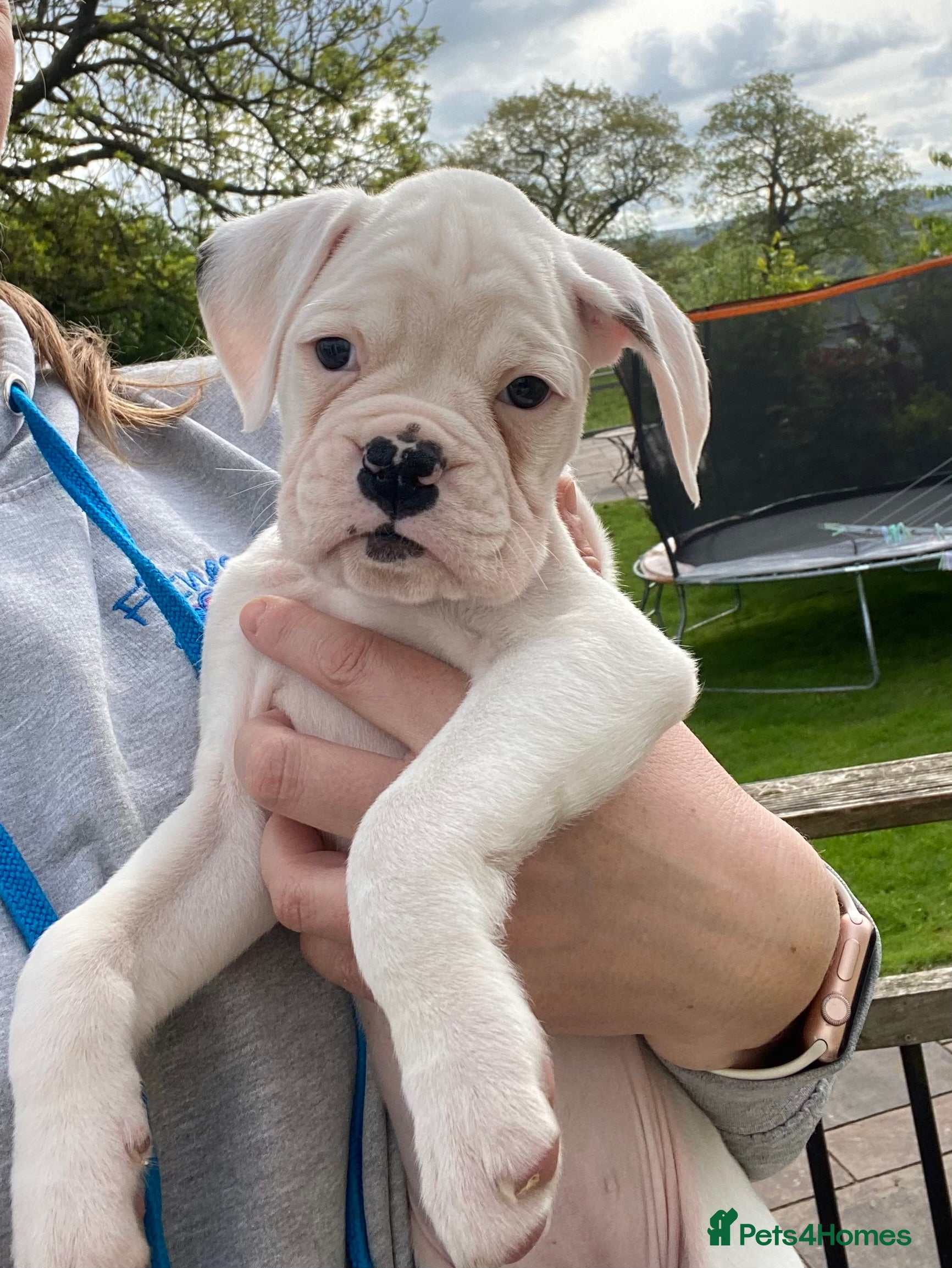 Boxer dogs Beautiful litter of boxer Babies  - Advert 5