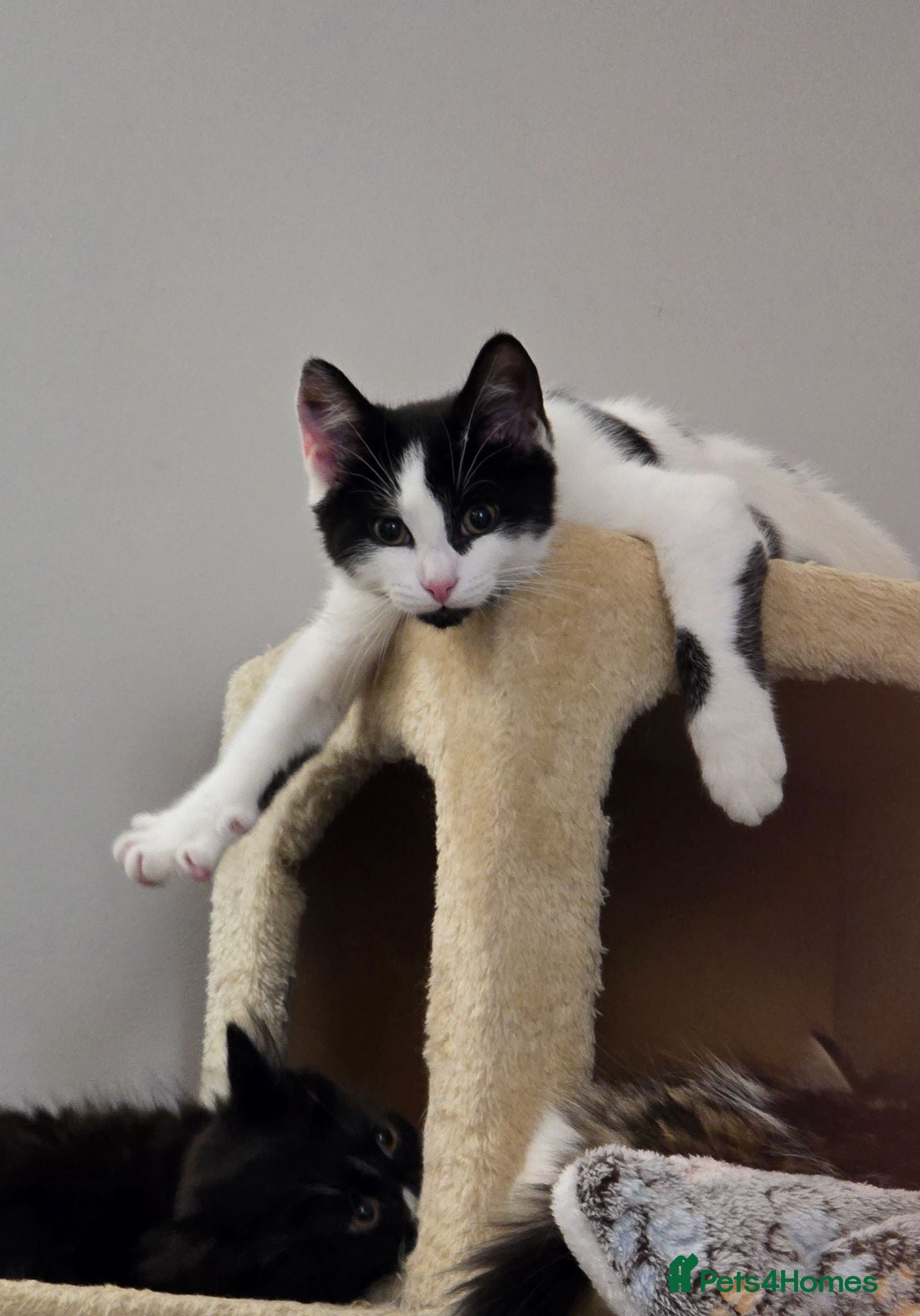 Turkish Angora cats Black pearl girl and charming boy waiting for you. - Advert 1