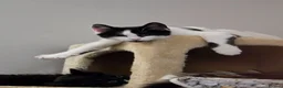 Turkish Angora cats for sale: Black pearl girl and charming boy waiting for you. - Advert 12