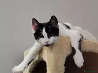 Turkish Angora cats Black pearl girl and charming boy waiting for you. - Advert 1