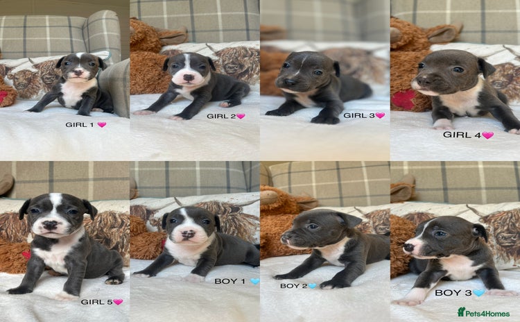 Staffordshire Bull Terrier dogs - Advert 1