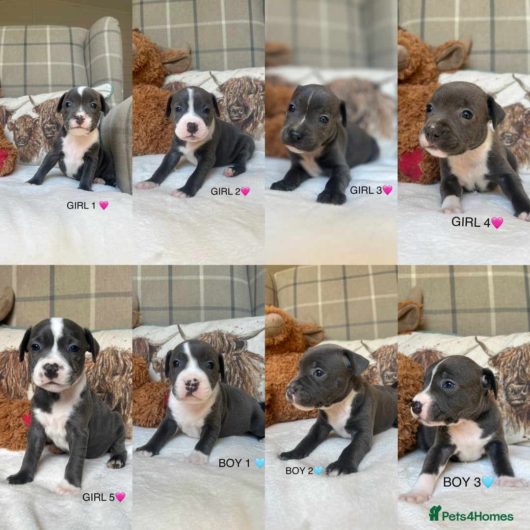 Staffordshire Bull Terrier dogs for sale: STAFFORDSHIRE BULL TERRIERS💚 - Image 1