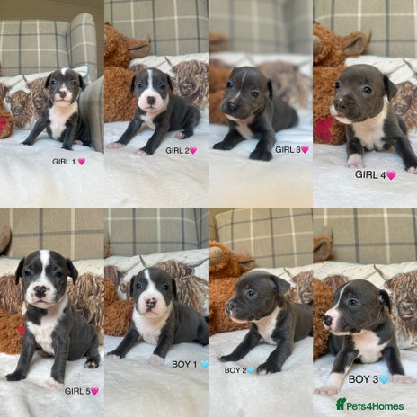 Staffordshire Bull Terrier dogs - Advert 1