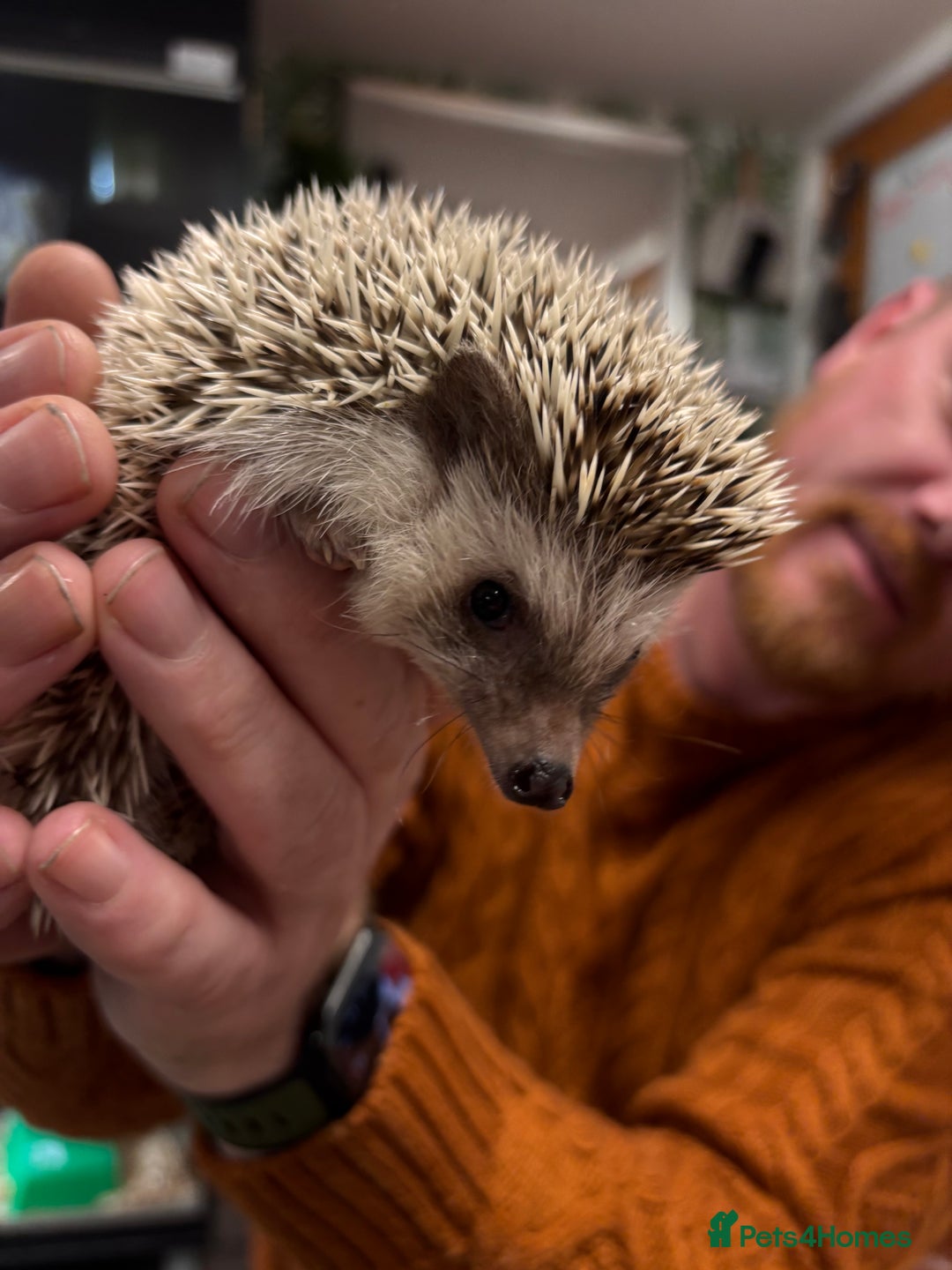 Pygmy Hedgehog rodents for sale: African Pygmy hedgehog  - Advert 1