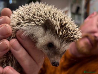 Pygmy Hedgehog rodents African Pygmy hedgehog - Advert 1