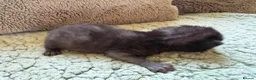 Mixed Breed cats for sale: Beautiful Kittens BSH Cross - Advert 14