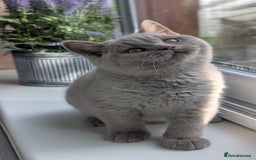 British Shorthair cats for sale: Gccf reg .Lilac British Shorthair  - Image 6