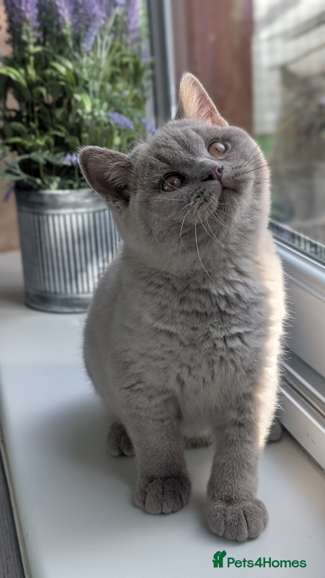 British Shorthair cats for sale: Gccf reg .Lilac British Shorthair  - Image 6