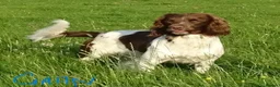 English Springer Spaniel dogs for sale: Gorgeous English Springer Spaniels Puppies - Advert 29