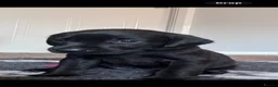 Labrador Retriever dogs for sale: Labrador Retriever KC puppies - Advert 19