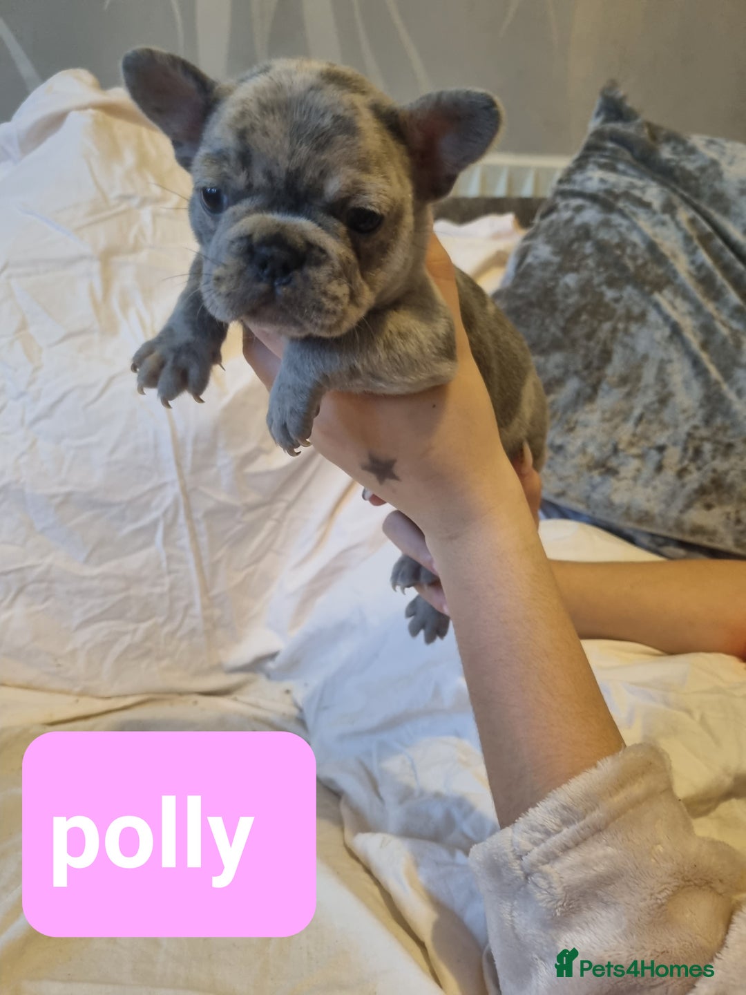 French Bulldog dogs for sale: Stunning litter of merle frenchies - Advert 6