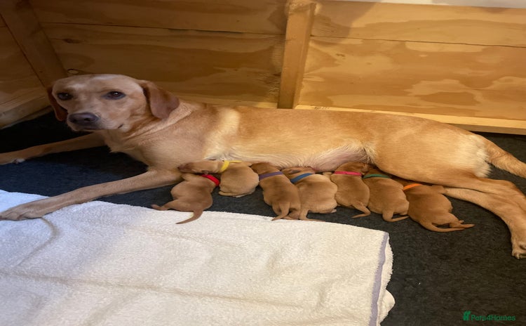 Labrador Retriever dogs - Advert 2