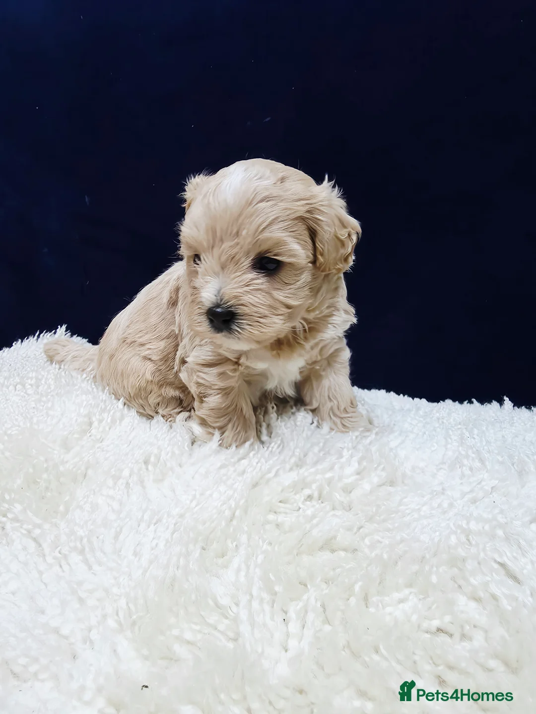 Maltipoo dogs for sale: F1B Maltipoo Puppies, Toy Size, Hypoallergenic, - Advert 17