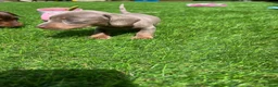 Miniature Dachshund dogs for sale: Miniature dachshund  - Advert 9