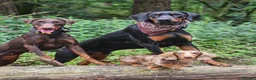 Miniature Dachshund dogs for stud: DUGGIE DOORSTOP ready for STUD - Advert 14