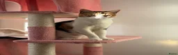 British Longhair cats for sale: NY12 Two Beautiful Female Cats Looking for Loving - Advert 26