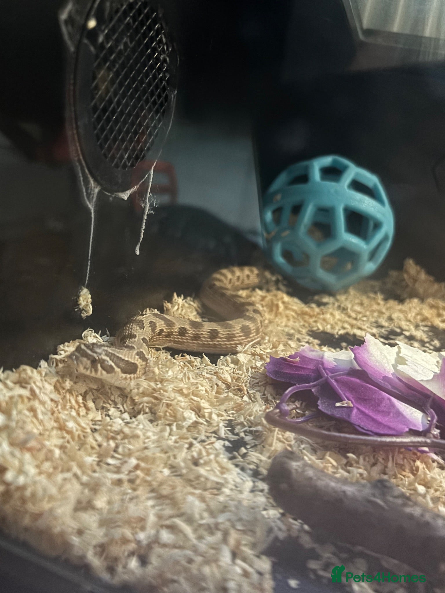 Snake reptiles Hognose snake  - Advert 1