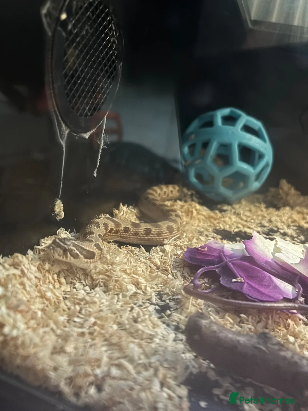 Snake reptiles for sale: Hognose snake  in Sutton - Advert 1