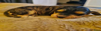 Cockapoo 5