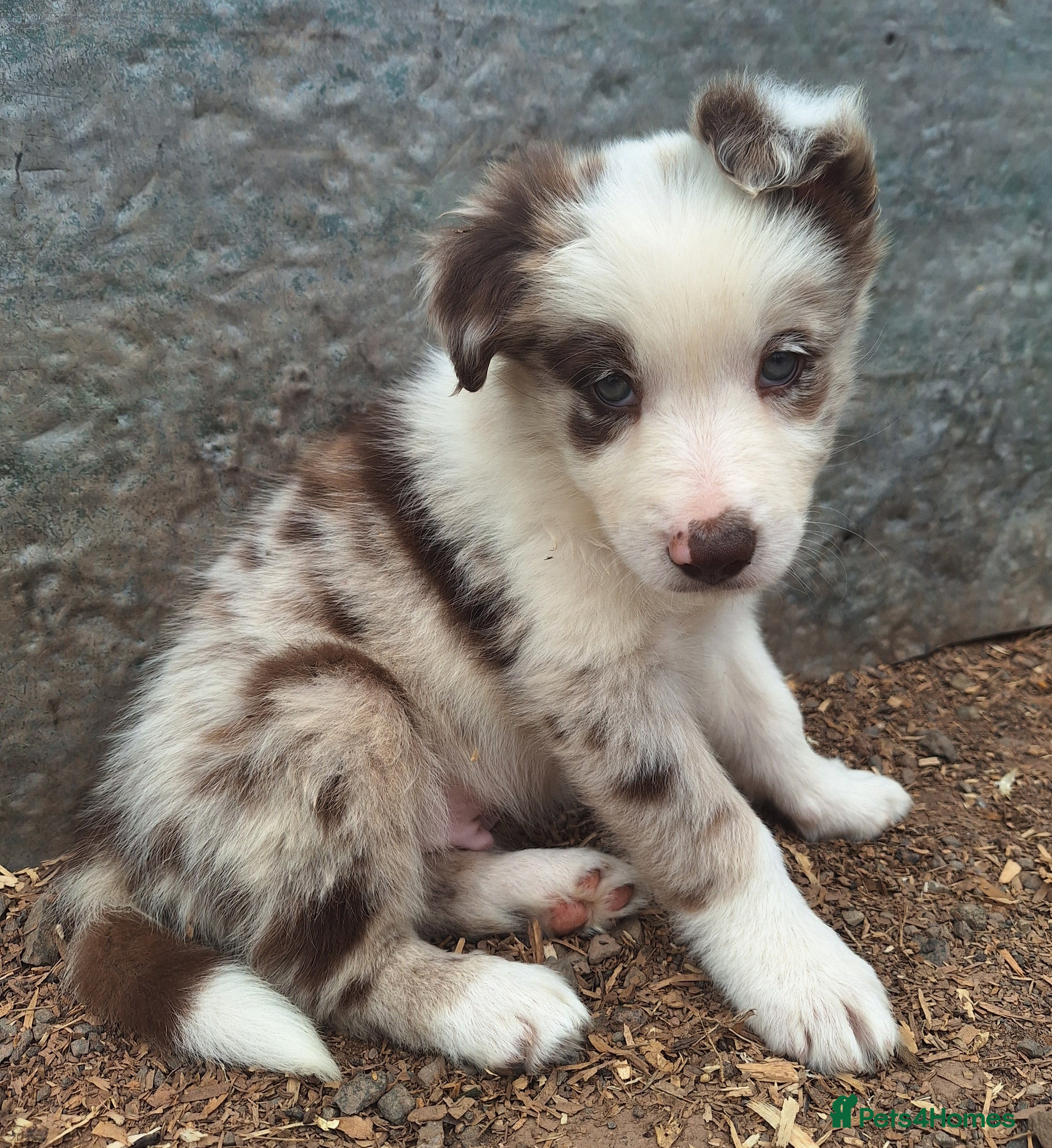 Border Collie dogs Beautiful fluffy Collie Pups for Sale - Advert 2
