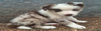 Border Collie 6