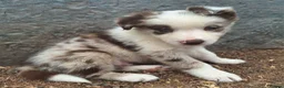 Border Collie dogs for sale: Beautiful fluffy Collie Pups for Sale - Advert 2