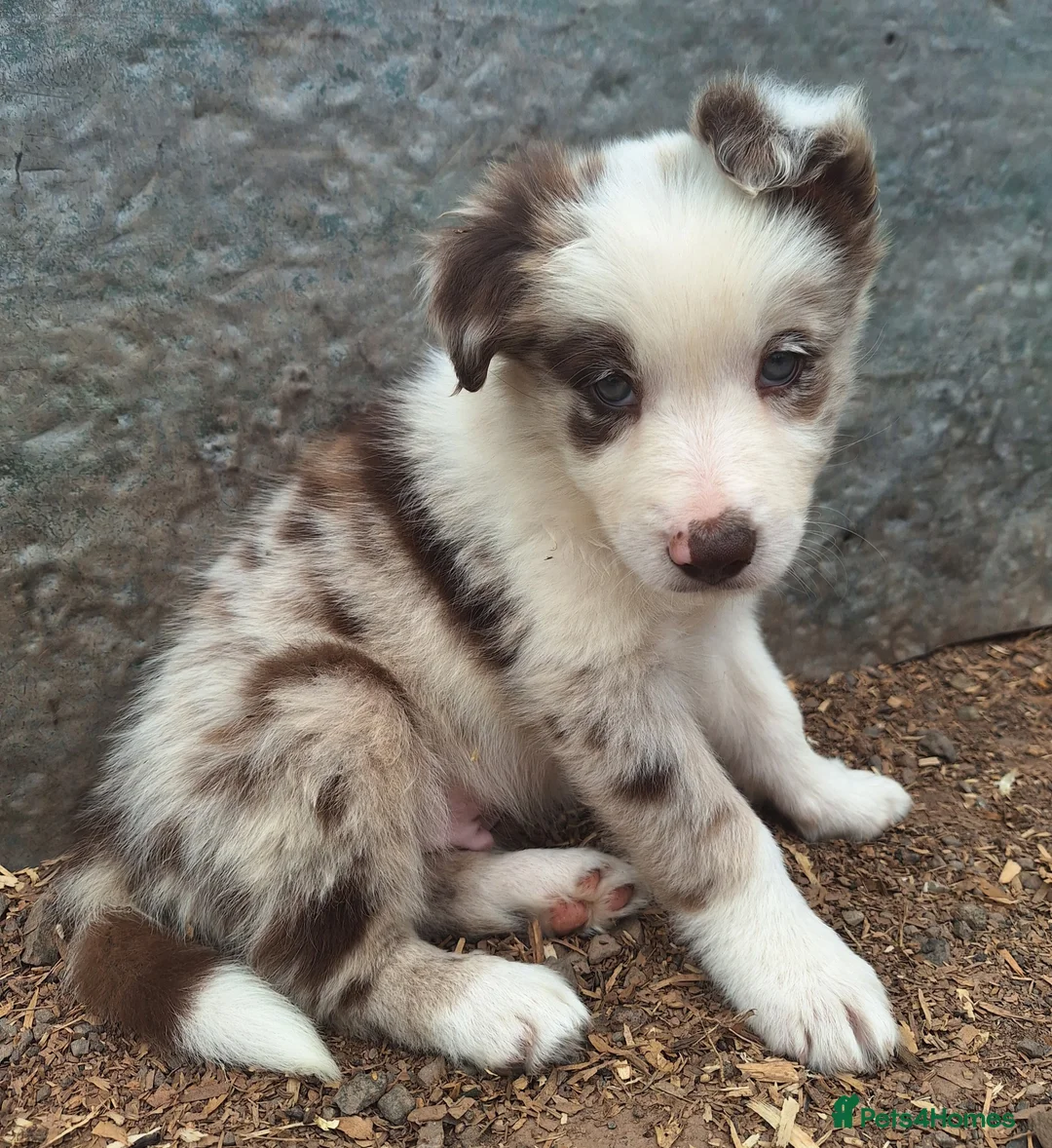 Border Collie dogs for sale: Beautiful fluffy Collie Pups for Sale - Advert 2
