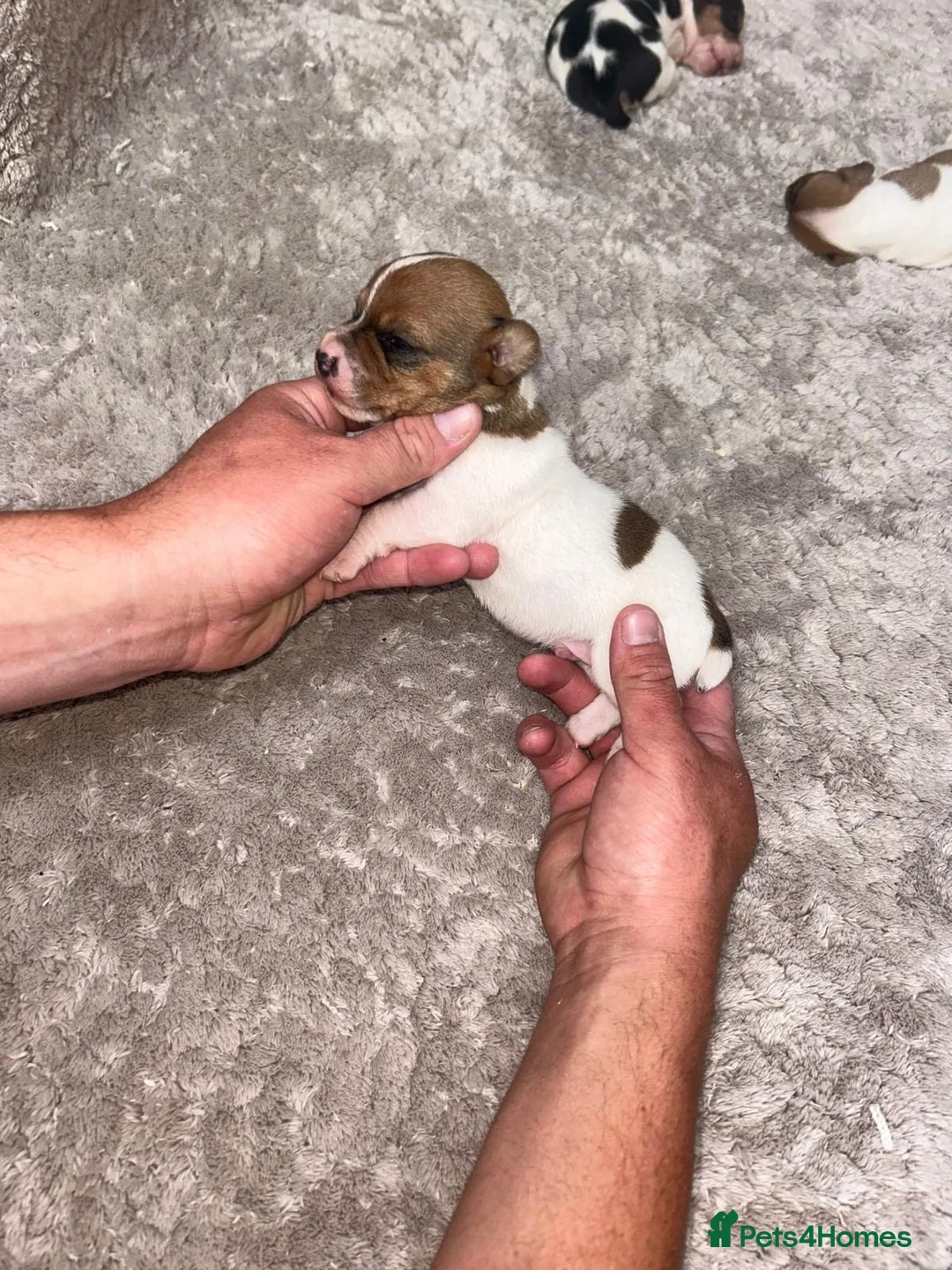 Jack Russell dogs for sale: Jack Russell Puppies – Proven Working Lines” - Advert 2