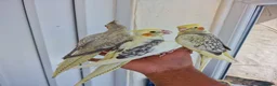 Cockatiels birds for sale: Super silly tamed baby cockatiels  - Advert 8