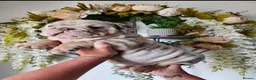 English Bulldog dogs for sale: Lilac & tan merle English bulldog  in Rowley Regis - Advert 7