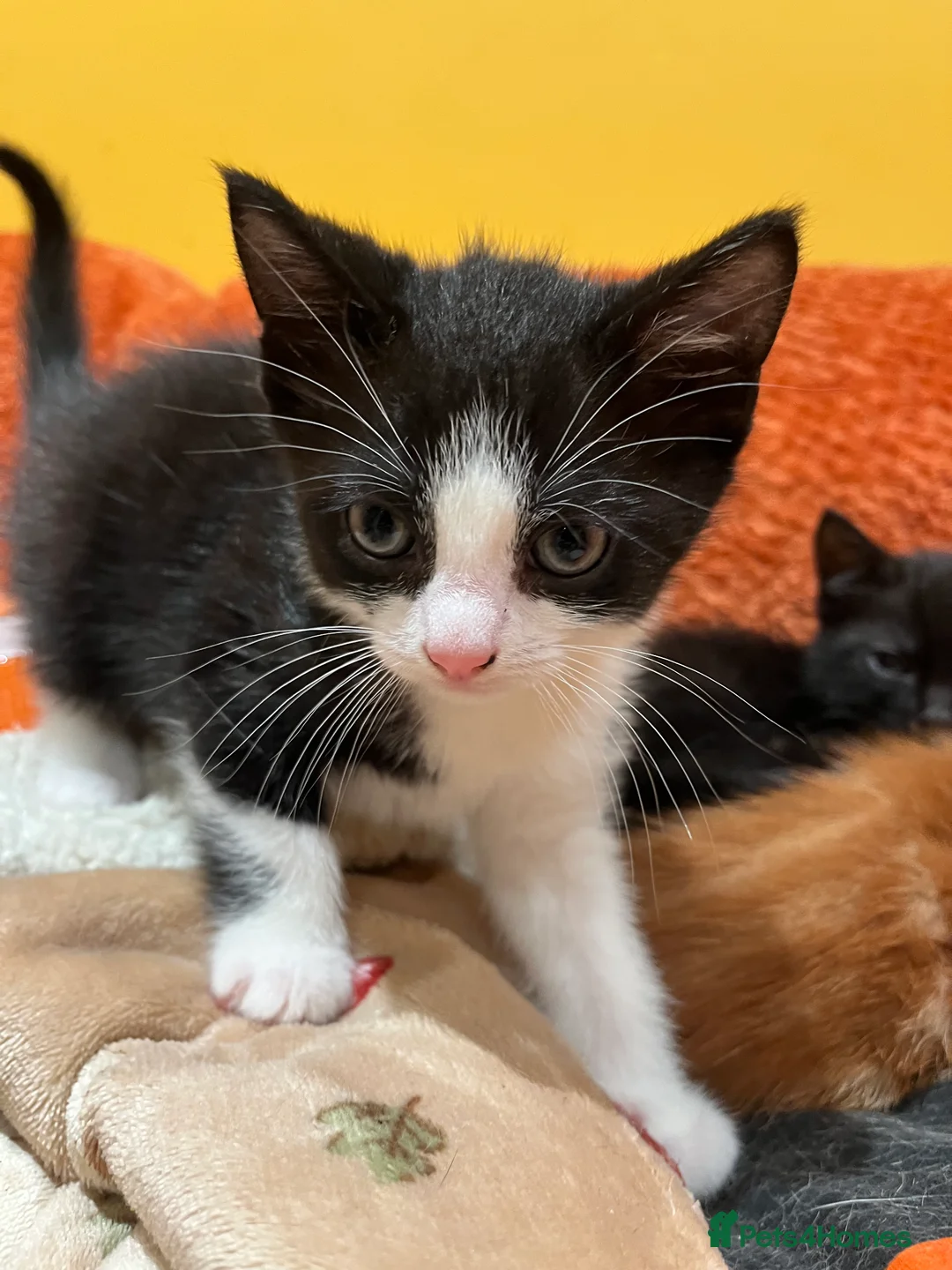 British Shorthair cats for sale: 3 adorable male kittens for sale - Advert 9
