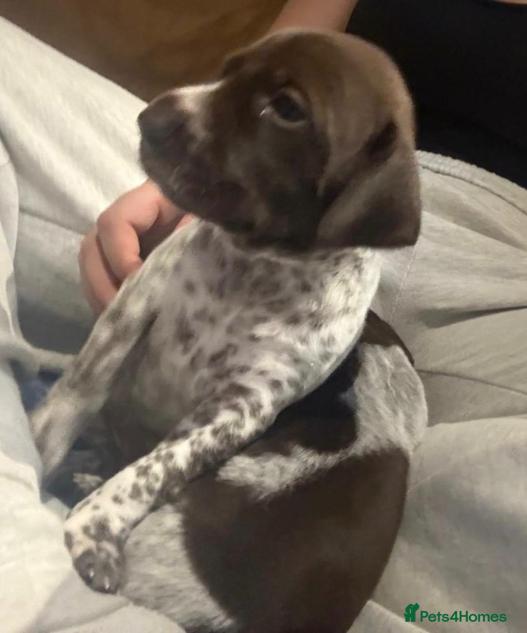 German Shorthaired Pointer dogs for sale: Gorgeous litter of German Shorthair puppies - Image 15