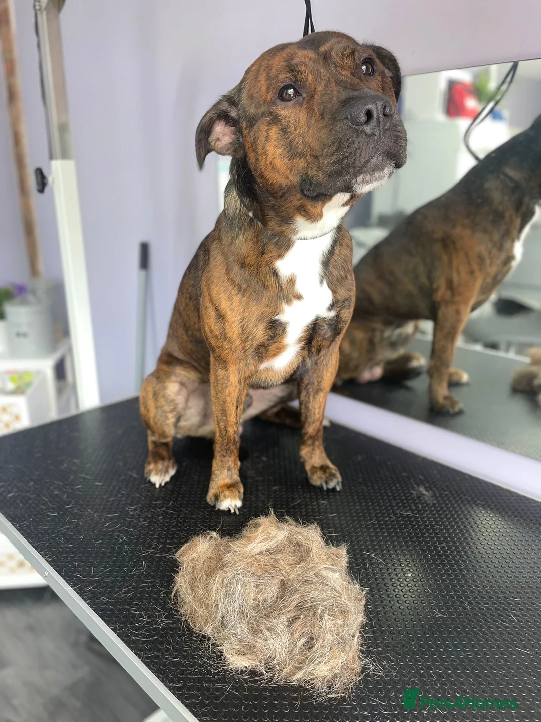 Mixed Breed dogs for sale: Staffordshire bull terrier  - Advert 2